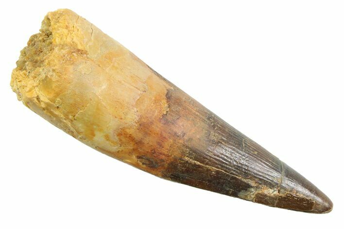 Fossil Spinosaurus Tooth - Real Dinosaur Tooth #352383